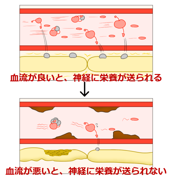 血流と神経細胞の図